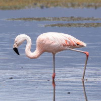 Chilean Flamingo